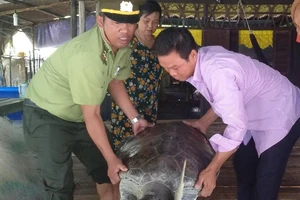 Phòng NN&PTNT huyện Ngọc Hiển (tỉnh Cà Mau) cho biết vừa cùng người dân địa phương tiến hành thả một cá thể rùa biển quý hiếm nặng 60kg về môi trường biển- ảnh THÁI BÌNH