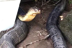 Cặp rắn khủng bắt ở Núi Cấm là rắn hổ mang chúa, nằm trong sách Đỏ của Việt Nam- ảnh THẤT SƠN