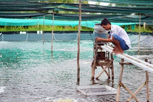 Nông sản Cà Mau không tắc nghẽn khâu nào trong dịch COVID-19
