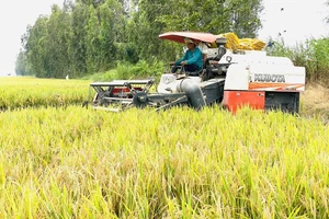 Gần 1,31 triệu tấn lúa ở An Giang được tiêu thụ nhờ phản ứng nhanh