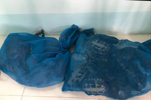 Đang chở 41 con rùa bắt trong rừng U Minh Thượng thì bị CSGT phát hiện