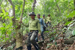Kiểm lâm băng rừng tháo gỡ bẫy thú trên núi Sơn Trà