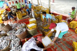 Cà Mau cần trên 5.230 tỉ để đầu tư, nâng cấp cơ sở hạ tầng nghề cá 