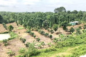 Đua nhau tìm mua đất rộng làm nhà vườn 