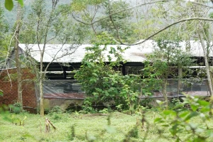 Người dân khổ sở vì trại heo bốc mùi hôi