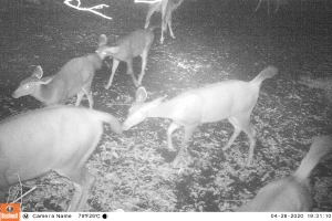 Bẫy ảnh ghi nhận nai đi lạc ra vùng đệm rừng U Minh Hạ 