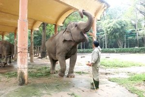 Chuyện ly kỳ ở Thảo Cầm Viên: 'Voi bà bà' 62 tuổi nghĩa hiệp 