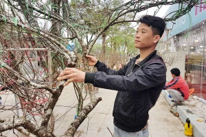 Đào tết tăng giá vì đẹp, khan hiếm 