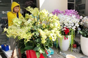 Hoa tết Việt Nam hạ đo ván hoa Trung Quốc