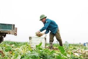 Không thể chờ giải cứu kiểu từ thiện