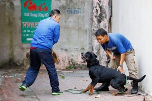 Những loại chó nào không nên nuôi?