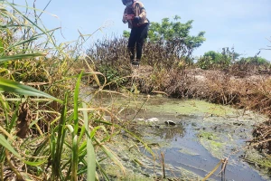 Đắk Nông: 1 thôn có gần 50 trại heo, quá ô nhiễm!