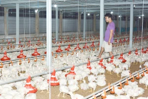 Ngành chăn nuôi lao đao, nông dân thiệt hại