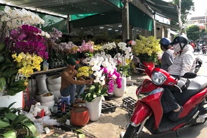 Năm nay kinh tế khó khăn, người dân thắt chặt chi tiêu nên nhà vườn đem lên TP.HCM chủ yếu là hoa, cây kiểng có giá bình dân. Ảnh: QUANG HUY