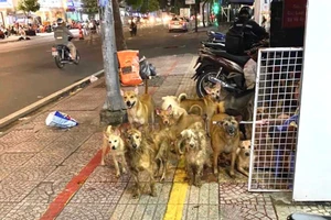 Đàn chó số lượng lớn tại căn nhà trên đường Hoàng Diệu, phường 9, quận 4, TP.HCM. Ảnh: HUỲNH THƠ