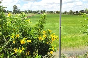 Nếu nhằm mục đích bảo vệ ranh giới thửa đất, người chủ đất có thể chọn loại hàng rào không kiên cố như hàng rào cây xanh thì không phải xin giấy phép xây dựng.Ảnh: NGUYỄN HIỀN