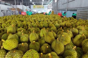 Nhiều lô hàng sầu riêng xuất khẩu không đáp ứng yêu cầu về kiểm dịch thực vật. Ảnh: A.HIỀN