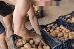 ĐIỀU TRA: 'Hô biến' khoai tây Trung Quốc thành nông sản Đà Lạt - Bài 3: Khoai trộn đất đỏ Đà Lạt chở đi bán khắp nơi