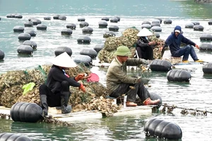 Người dân tại Vân Đồn thu hoạch hàu. Ảnh: NGỌC SƠN