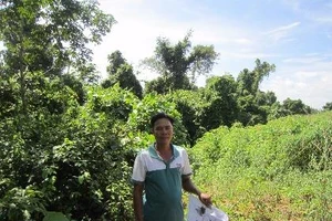 Giao giám đốc Công an tỉnh Bình Phước làm rõ vụ 'phù phép đất rừng' 