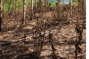 Điều tra vụ cháy rừng cao su bất thường ở Bình Phước