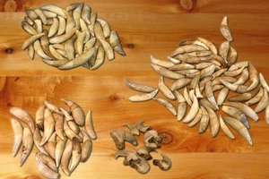 Hàng chục nanh báo, vuốt sư tử bị bắt tại Tân Sơn Nhất