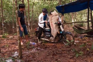 Dân kêu cứu vì bị đánh, cướp mủ cao su