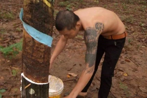 Bí thư Bình Phước yêu cầu xử lý vụ cướp mủ cao su