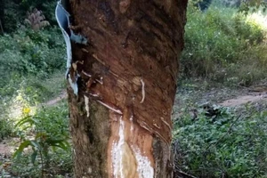 Công an vào cuộc vụ vườn cao su người dân bị hủy hoại