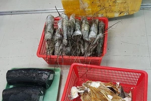 Bắt vụ vận chuyển 10 kg ngà voi giấu trong thùng tôm hùm ​
