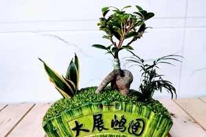 Gói trọn ‘khu vườn mini’ trong lòng bàn tay