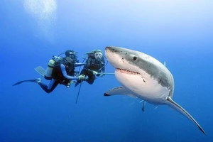 Có dễ 'thoát nạn' khi đang bơi gặp cá mập?