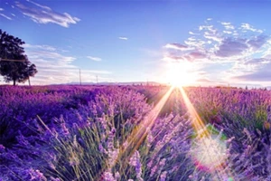 Đà Lạt mùa nắng ấm và những khu vườn không thể bỏ lỡ ​