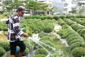 Làng hoa 100 tỉ ở Bình Định mong một mùa hoa tết đủ đầy 