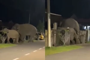 Hai chú voi lạc đàn đi vào khu dân cư ở Malaysia. Ảnh: TWITTER