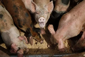 Hong Kong tiêu huỷ hơn 5.600 con lợn vì dịch tả lợn châu Phi