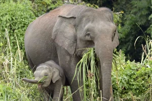 Đàn voi giẫm nát ô tô sau khi thấy đồng loại bị tông trúng