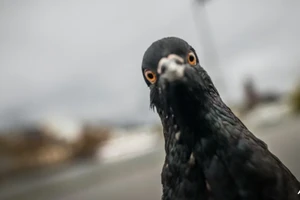 Tài xế taxi bị bắt vì tông đàn bồ câu 