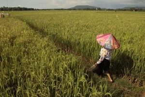 Tổng thống Indonesia yêu cầu quân đội hỗ trợ nông dân trồng lúa