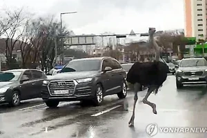 VIDEO: Đà điểu 'náo loạn' đường phố đông xe cộ