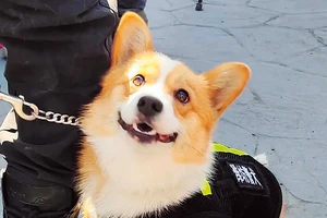 Ảnh: Cảnh khuyển chân ngắn gây sốt cộng đồng mạng 