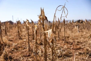 El Nino gây hạn nặng ở châu Phi, gần 70 triệu người chịu đói