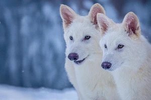 Kỳ diệu sói lông trắng tuyệt chủng 12.500 năm được 'hồi sinh' nhờ công nghệ gen