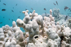 84% rạn san hô toàn cầu bị ‘tẩy trắng’ vì biến đổi khí hậu