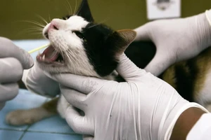 Cảnh báo nguy cơ đại dịch toàn cầu từ việc mèo nhiễm cúm gia cầm H5N1