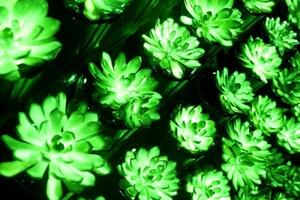 Kỳ diệu sen đá phát quang thành đèn đường