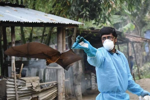 WHO thông tin về ca tử vong do virus Nipah ở Bangladesh, có thể liên quan thói quen ăn uống