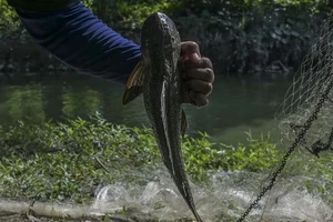 Báo động đà ‘chiếm lĩnh địa bàn’ của cá lau kính ở sông hồ Đông Nam Á