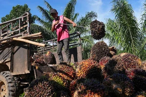 Siêu El Niño có thể ảnh hưởng sao đến nông nghiệp ở Đông Nam Á?