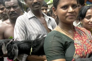 Ấn Độ: Cấm giết động vật để 'đãi' thần linh